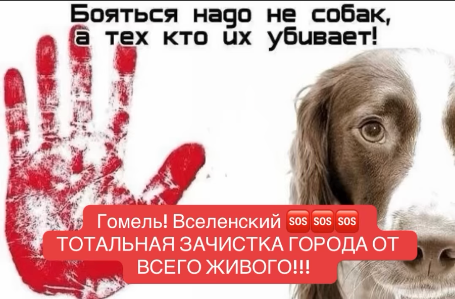 Зоаваланцёры ў Гомелі заклікаюць фіксаваць выпадкі жорсткага адлову жывёлаў.